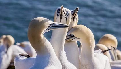 CBA-威尔斯31+7姜宇星15分 辽宁主场送北控3连败